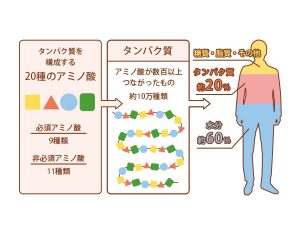アミノ酸丸わかり Eaaやbcaa プロテインとの違いは